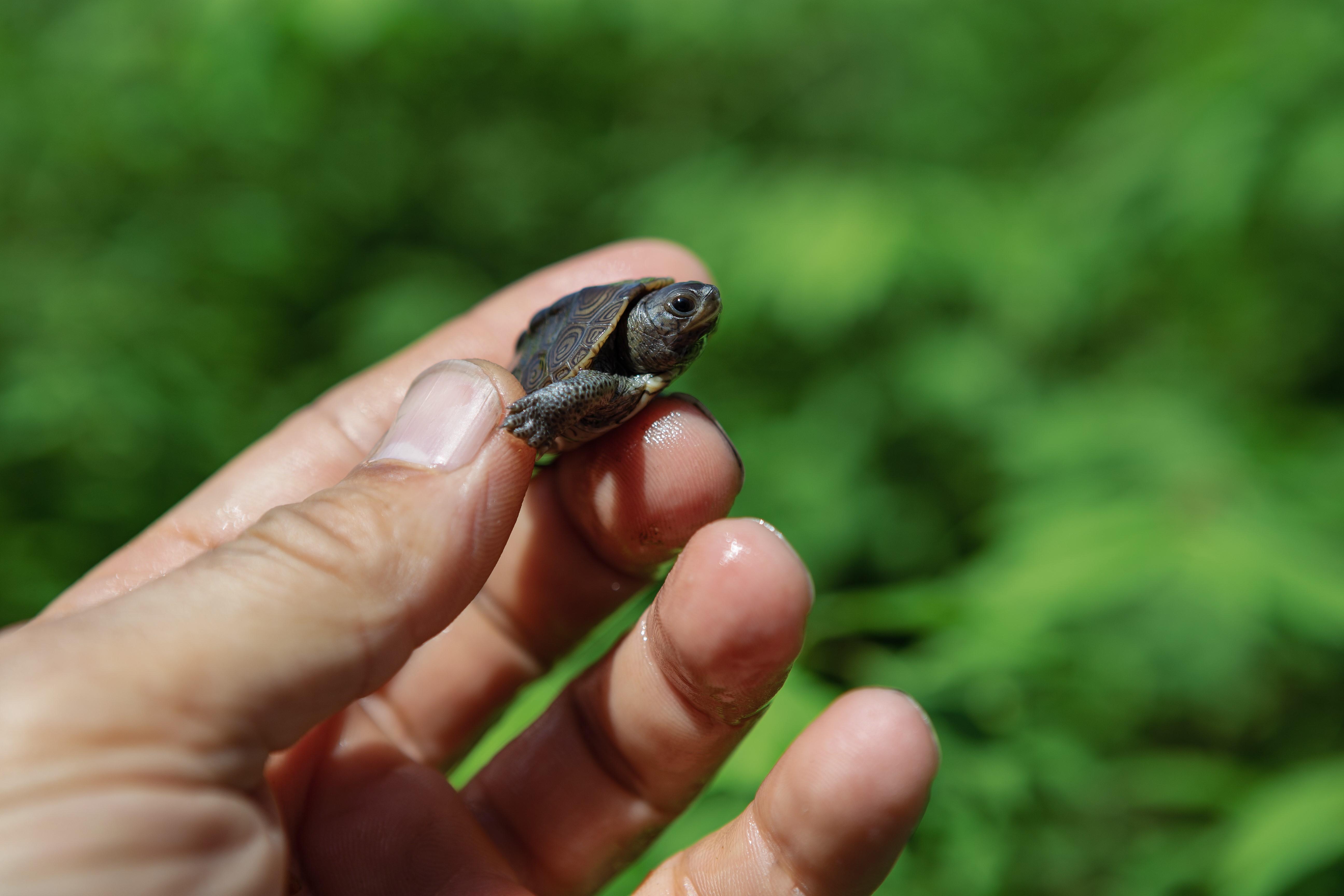 tiny baby terrapin