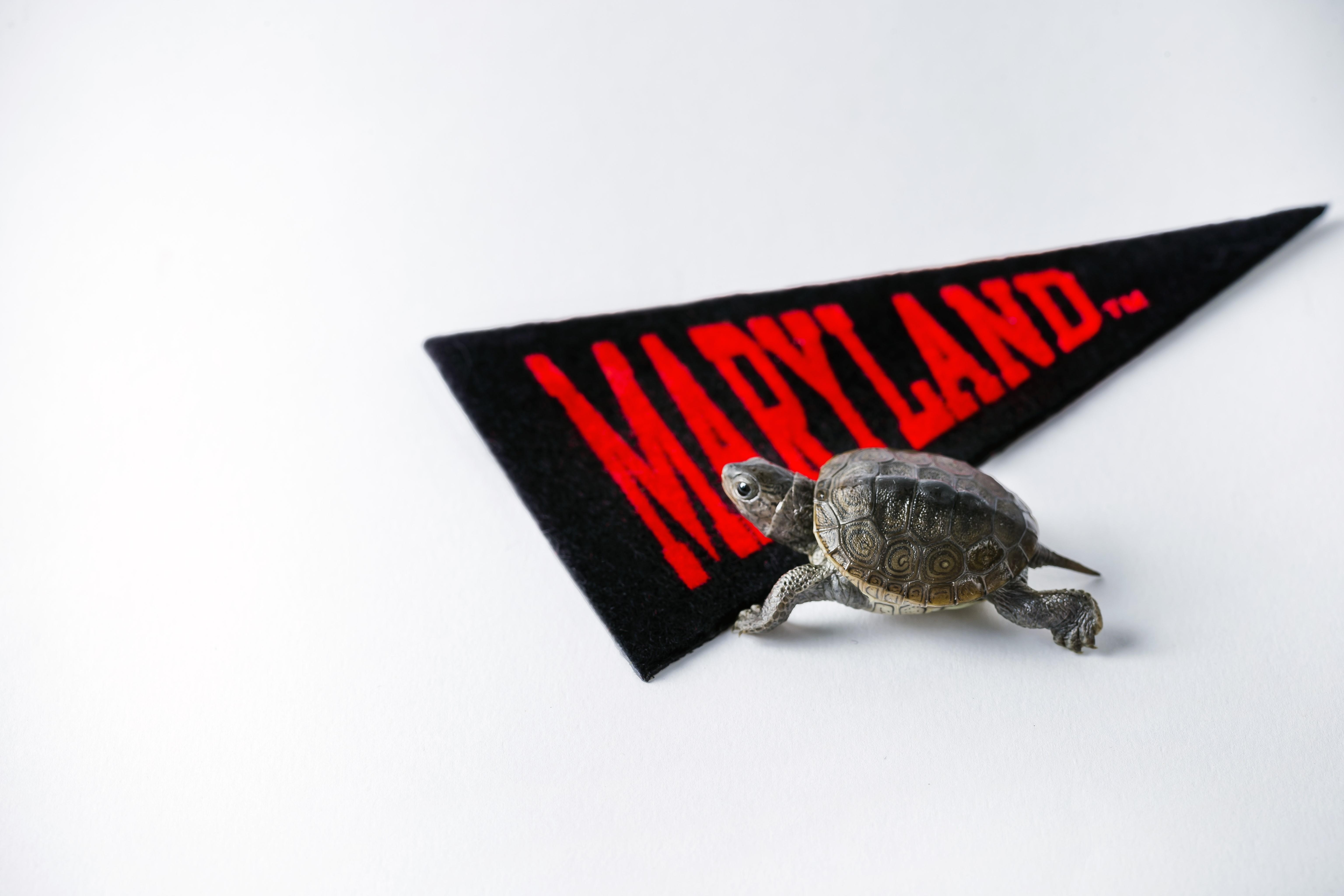 baby terrapin crawling across umd pennant