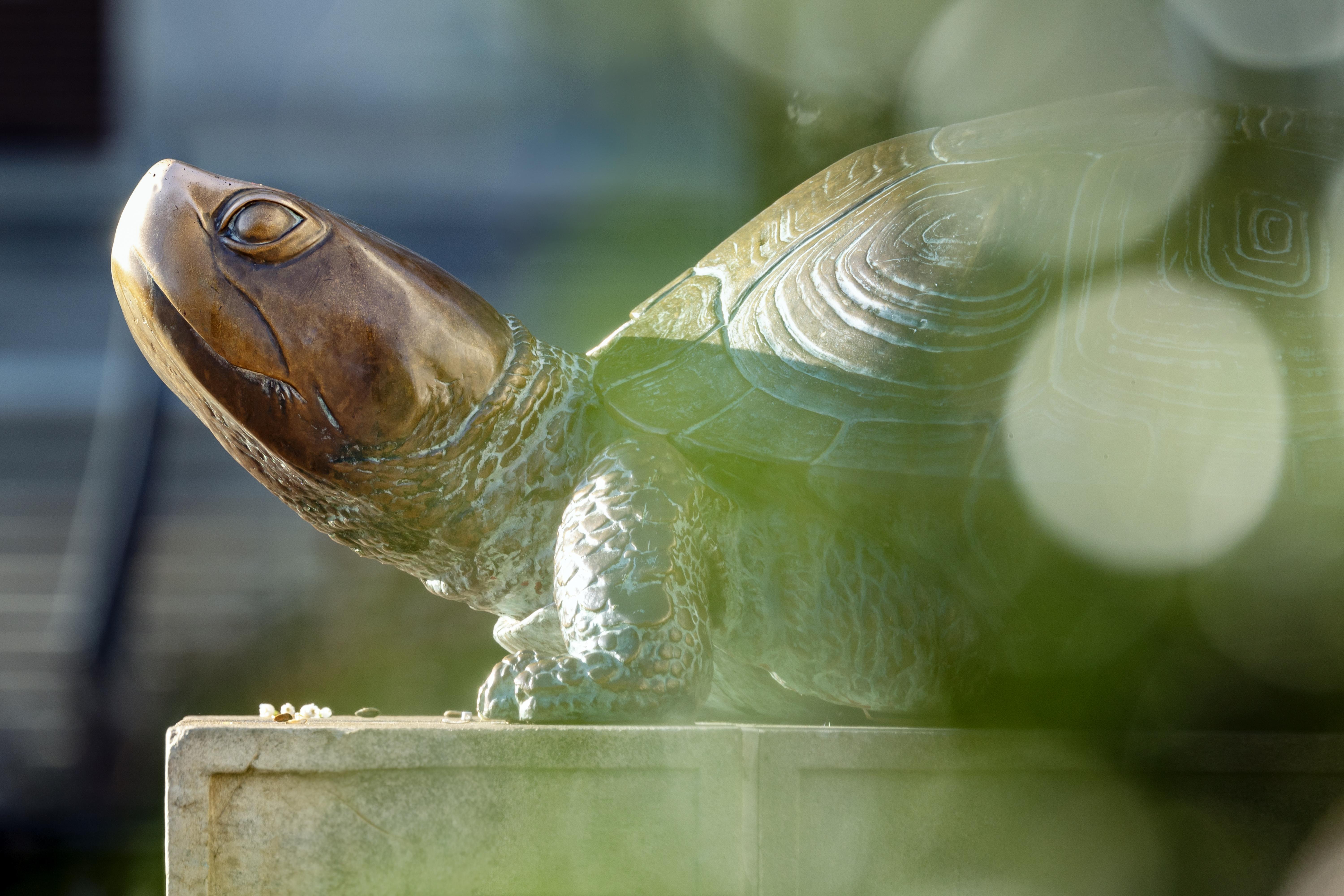 statue of Testudo with out of focus foliage in forefront of the image